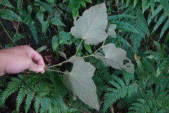 Rubus nagasawanus