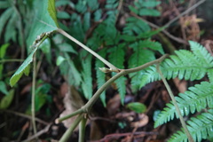 Rubus nagasawanus