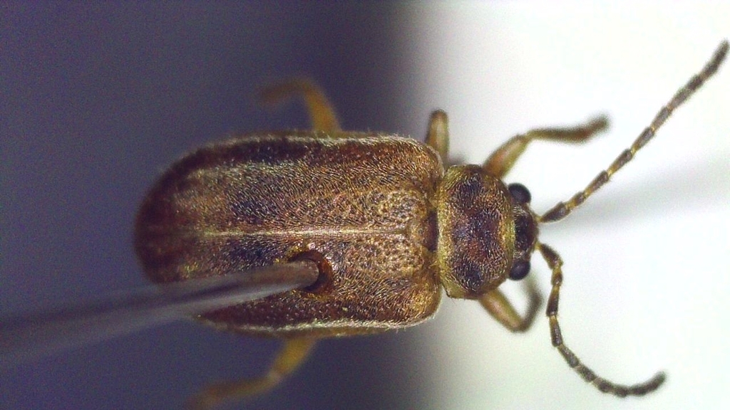Tricholochmaea spiraeae