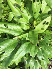 Salvia pentstemonoides