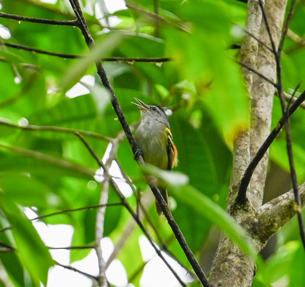 Rufous-rumped Antwren