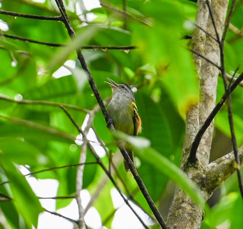 Rufous-rumped Antwren