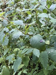 Impatiens pallida