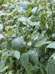 Impatiens pallida
