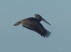 Pelecanus occidentalis