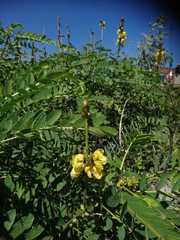 Senna didymobotrya