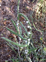 Dactylopius confusus