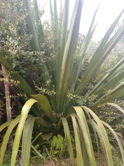 Furcraea andina