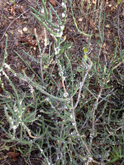 Dactylopius confusus