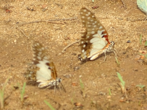 Northern Angola White Lady