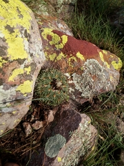 Echinofossulocactus pentacanthus