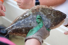 Paralichthys lethostigma