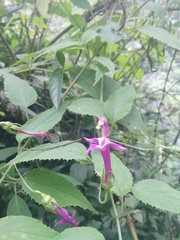 Siphocampylus cordatus