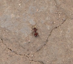 Pseudomethoca quadrinotata