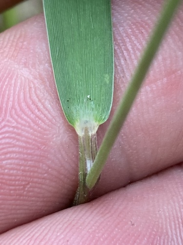Dichanthelium columbianum observed 2025-06-26
