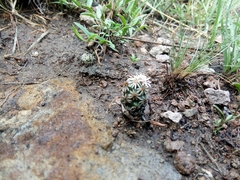 Coryphantha clavata stipitata