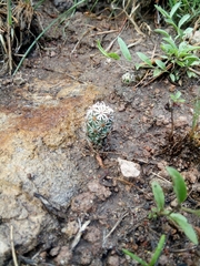 Coryphantha clavata stipitata