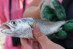 Cynoscion arenarius