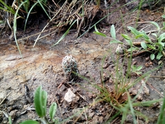 Coryphantha clavata stipitata