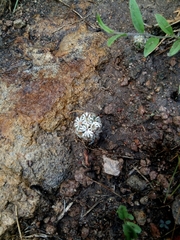 Coryphantha clavata stipitata