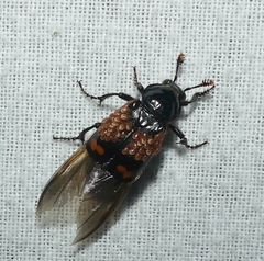 Nicrophorus sayi