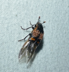 Nicrophorus sayi