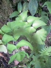 Adiantum macrophyllum