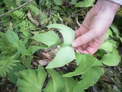 Adiantum macrophyllum