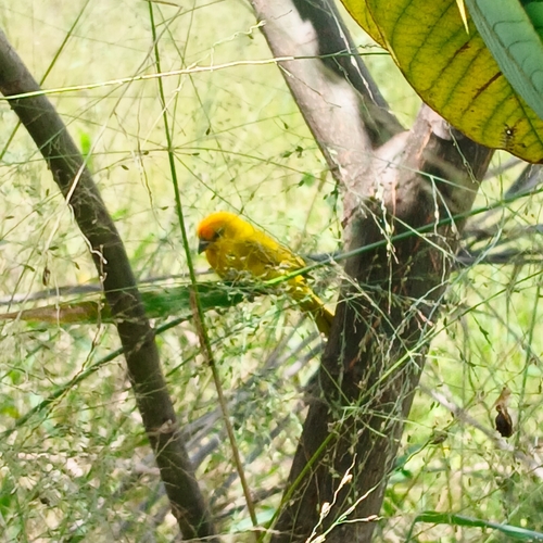 Saffron Finch (Sicalis flaveola), a species recorded in Hawaii