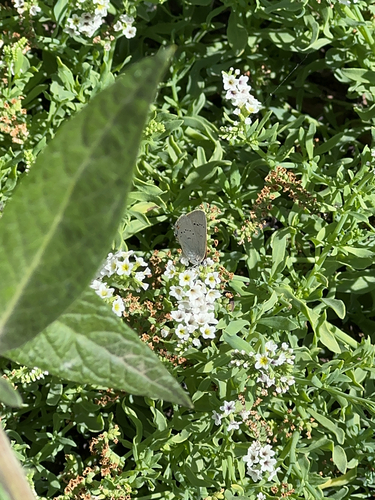 iNaturalist observation photo of Eumaeini