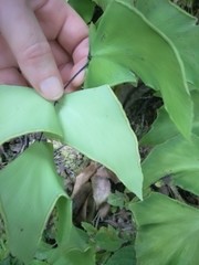 Adiantum macrophyllum
