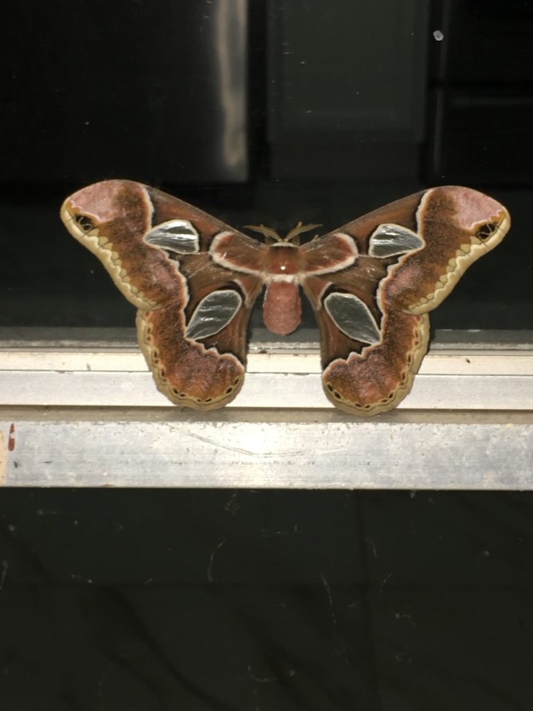 Forbes' Silk Moth In September 2019 By Ginasanders60 · Inaturalist