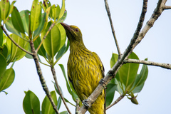 Oriolus flavocinctus