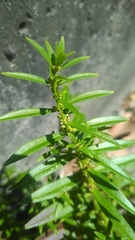 Ammannia baccifera