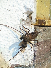 Mastigoproctus mexicanus