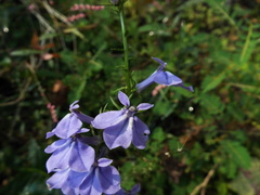Lobelia elongata