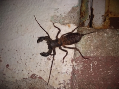 Mastigoproctus mexicanus