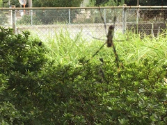 Trichonephila clavata