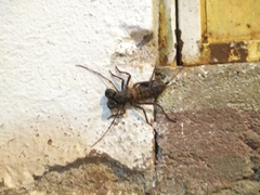 Mastigoproctus mexicanus