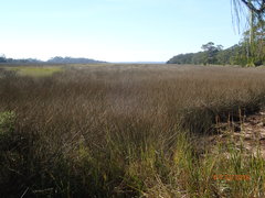 Juncus roemerianus
