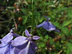 Lobelia elongata