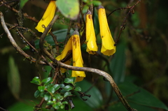 Bomarea lutea