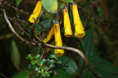 Bomarea lutea