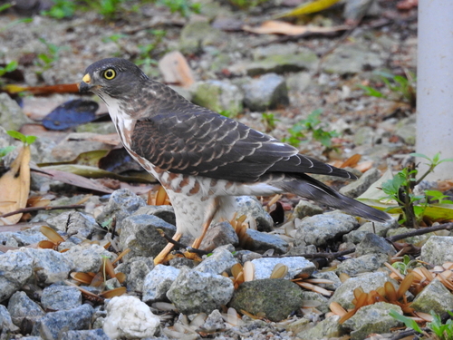 Paleotropical and Australasian Accipiters