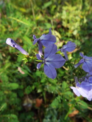 Lobelia elongata