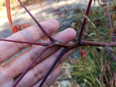 Rhus × borealis
