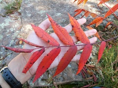 Rhus × borealis