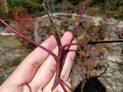 Rhus × borealis