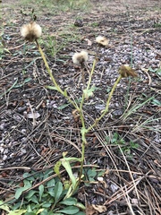 Solidago ptarmicoides