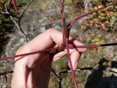 Rhus × borealis